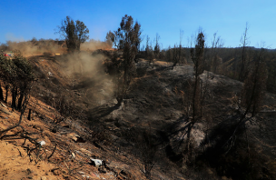 Incendio forestal en Coltauco consume 150 hectáreas