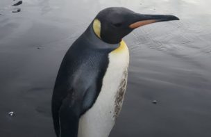 Apareció un solitario y perdido pingüino en playa de Concón