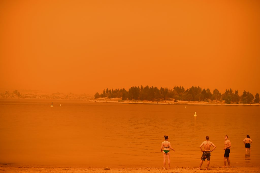 Incendios en Australia matan a la mitad de los koalas clave para su supervivencia