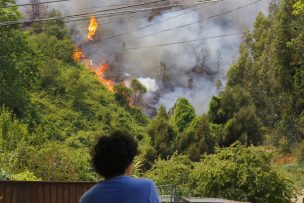 Incendios forestales consumen más de 1.280 hectáreas en Región del Biobío