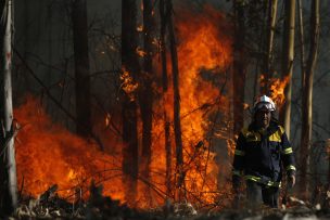 Incendio en Chiguayante alcanza Reserva Nacional Noguén afectando 50 hectáreas