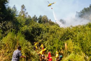 Suben a 1.880 las hectáreas afectadas por incendios forestales en Biobío