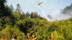 Más de 2.400 hectáreas afectadas por incendios forestales en el Biobío