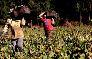 Gobierno llamó a cumplir con normativa laboral para trabajadores agrícolas