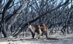 La lluvia da un respiro en los incendios en Australia