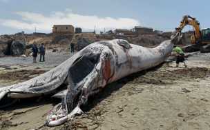 Impacto en La Ligua luego que cetáceo varó en la playa 