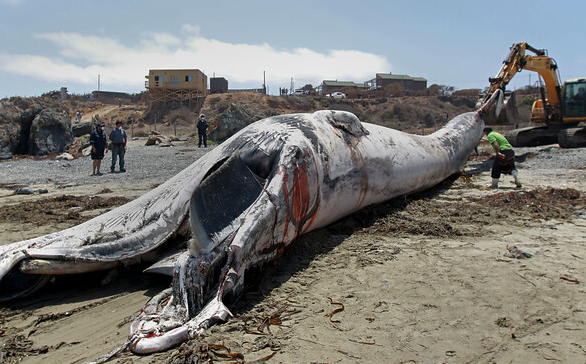 Impacto en La Ligua luego que cetáceo varó en la playa “La Ballena”