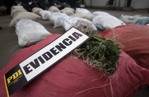 Plan Cannabis de la PDI ha incautado 350% más respecto del año 2019