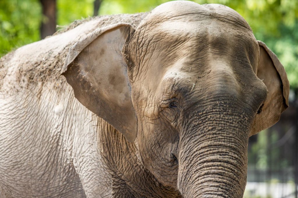 Elefanta viajará de Argentina a Brasil por una vida mejor