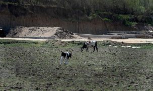 Declaran emergencia agrícola para ocho comunas de la Región de Ñuble