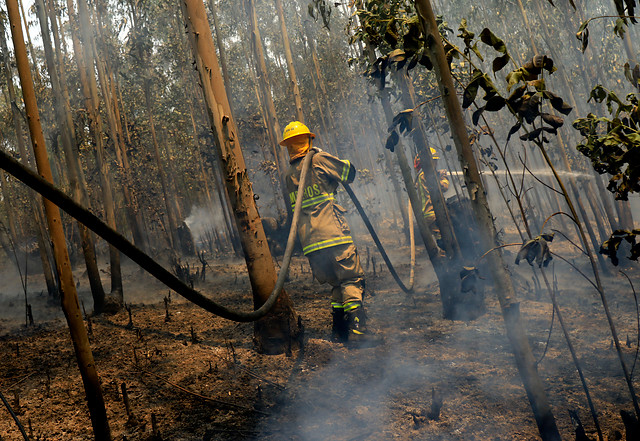 Presidente de Corma apunta a la alta intencionalidad de los incendios: “El bosque no se prende solo, aunque hayan 40 °C”