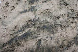 Registran tercer día de varamientos de carbón en playa Ventanas de Puchuncaví