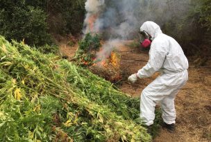 Descubren 3.640 plantas de marihuana escondidas entre los choclos en La Ligua