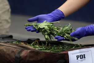 PDI incauta más de 16 mil plantas de cannabis sativa en la provincia del Limarí