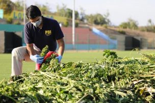 PDI detiene a sujeto que tenía 32 plantas de marihuana: algunas tenían hasta 3 metros de altura