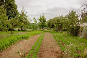 Osornino rifa 10.300 metros cuadrados a $20 mil el número: viene con casa, bodegas, árboles, conejos, pavos reales