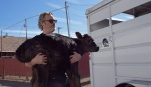 Joaquin Phoenix salvó a una vaca y a su cría de la muerte tras ganar el Oscar