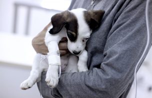 Piden al Gobierno mantener atención de clínicas y farmacias veterinarias