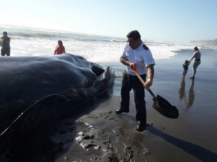 Greenpeace en alerta por ballena muerta con presunto arpón en Porvenir