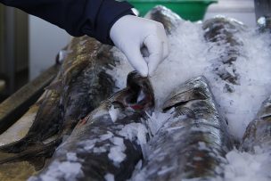 Rusia levantó restricción a importaciones de 4 plantas de salmones chilenas