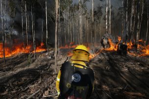 Después de un mes, incendio forestal de Molina está próximo a ser controlado