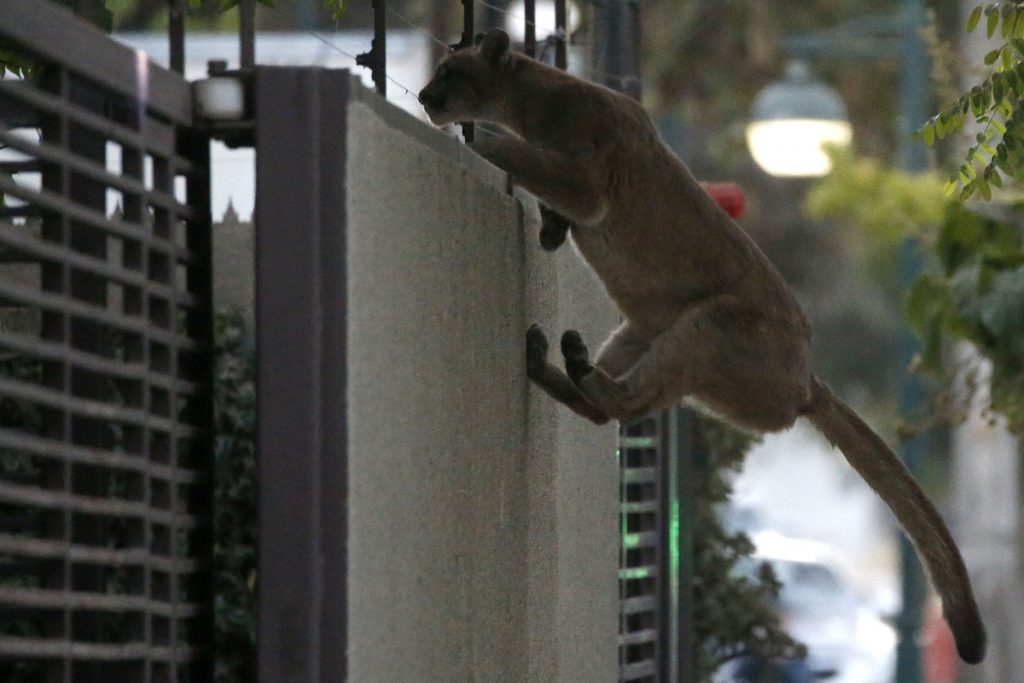 Puma capturado en Ñuñoa está en buenas condiciones en el zoológico