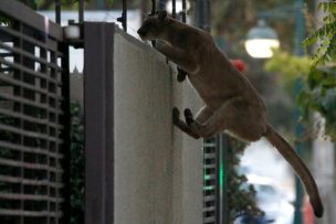 FOTOS | Puma es visto suelto en Ñuñoa