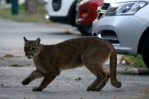 Logran capturar a puma que deambulaba por las calles de Providencia y Ñuñoa