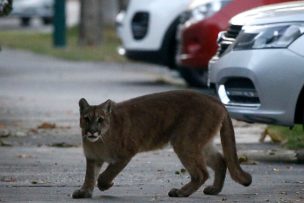 SAG liberó al puma capturado el martes pasado en la comuna de Ñuñoa