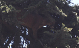 Insólita aparición de puma en las calles de Providencia y Ñuñoa