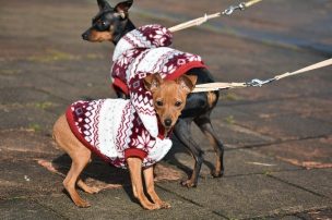 ¿Puedo pasear al perro durante la cuarentena total?