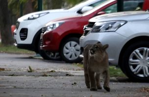 Devuelven puma encontrado en Colina a su hábitat natural