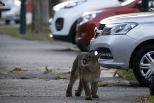 Usuarios reportan la presencia de un puma en Huechuraba