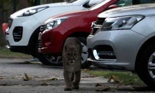 Puma rescatada en Chicureo presenta múltiples lesiones