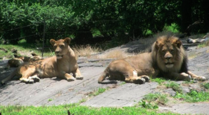 Cinco tigres y tres leones de zoológico de Nueva York dieron positivo a coronavirus