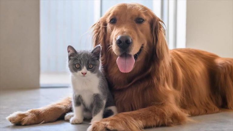 Detectan 34 murciélagos con rabia en la RM y autoridades refuerzan llamado a vacunar mascotas