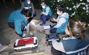 Capturan a puma en el sector de Chicureo