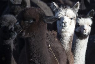 Alpacas pueden servir para bloquear coronavirus, asegura nueva investigación