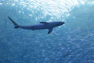 Un surfista sobrevive a puñetazos al ataque de un tiburón en Australia