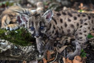 Pandemia y Cuarentena: Así se llaman los dos pumas nacidos en zoológico de México para ayudar a salvar su especie