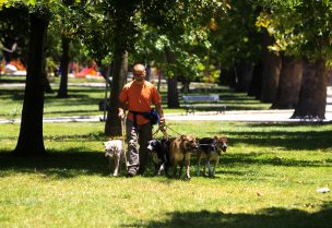 Piden eximir durante cuarentena restricción de permisos para pasear mascotas