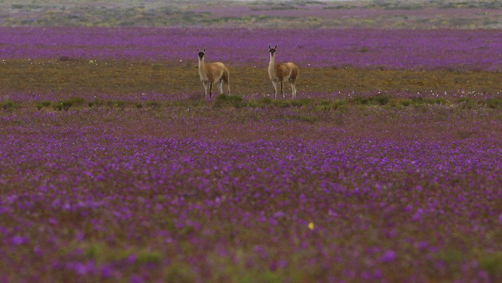 Experto explica avance contra el coronavirus en base a alpacas: “No sería inyectado, sino inhalado”