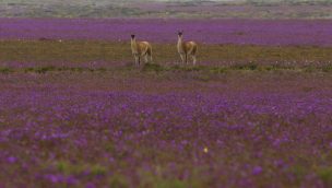 Experto explica avance contra el coronavirus en base a alpacas: 