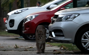 SAG capturó a puma que estaba en una vivienda en Colina