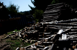 Aprueban en general proyecto que fortalece la fiscalización por hurto de madera