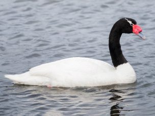 SAG libera cisne cuello negro en los alrededores del Lago Vichuquén