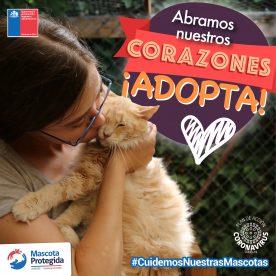 Gobierno lanzó campaña para prevenir el abandono de mascotas por Covid-19