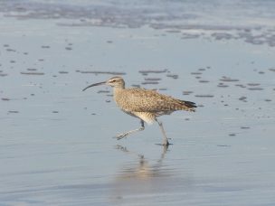 Seremi invitó a reflexionar sobre el cuidado de la flora y fauna en el Día Mundial de la Biodiversidad