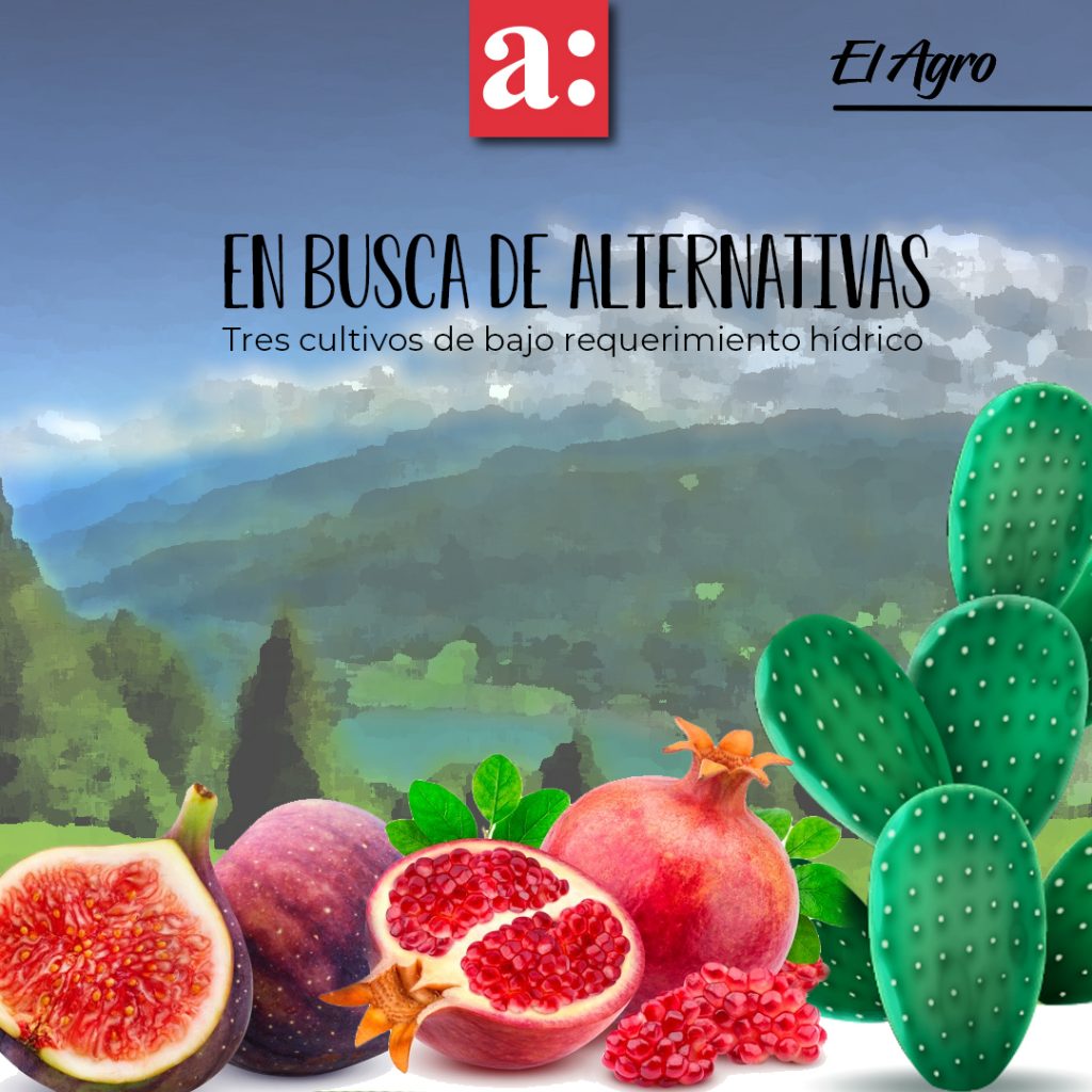 En busca de alternativas: tres cultivos de bajo requerimiento hídrico