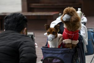 China elimina a perros y gatos de la lista de especies consideradas para consumo humano